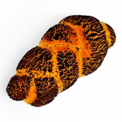 Bild von BIO - Mohnweckerl