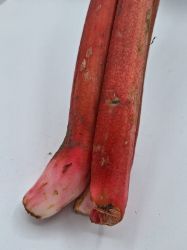 Bild von BIO - Rhabarber per kg