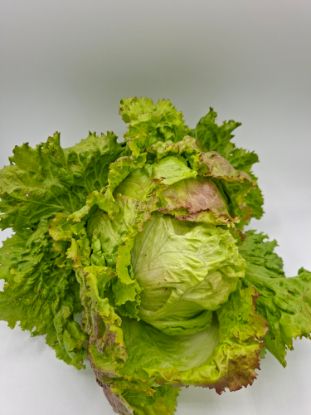 Bild von BIO -  Krauthäupl per Stk.