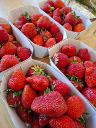 Picture of BIO -  Erdbeeren 500g Tasse