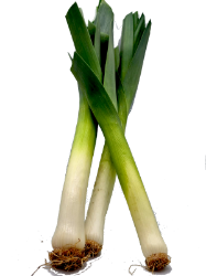 Bild von BIO - Lauch LE /kg