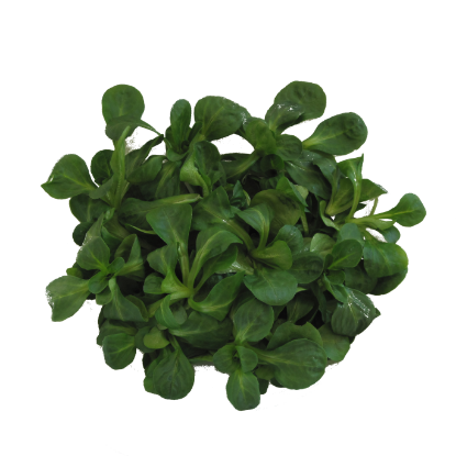 Bild von BIO - Vogerlsalat 150g