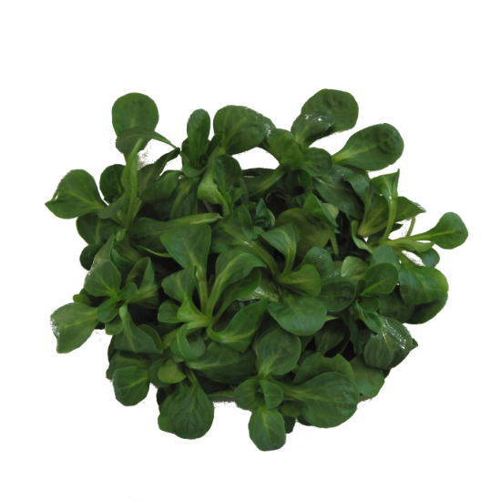 Picture of BIO - Vogerlsalat 150g